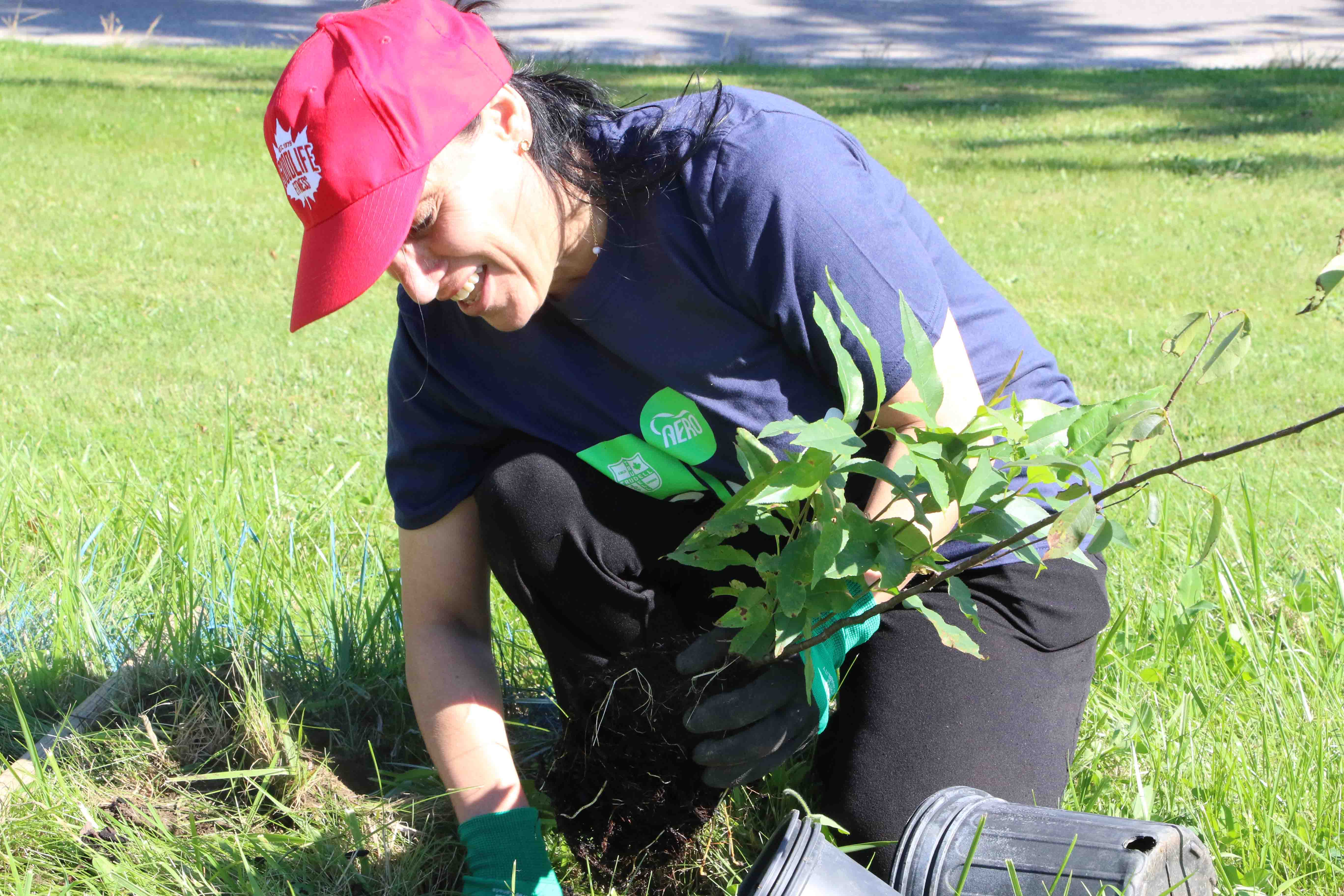 Person planting tree
